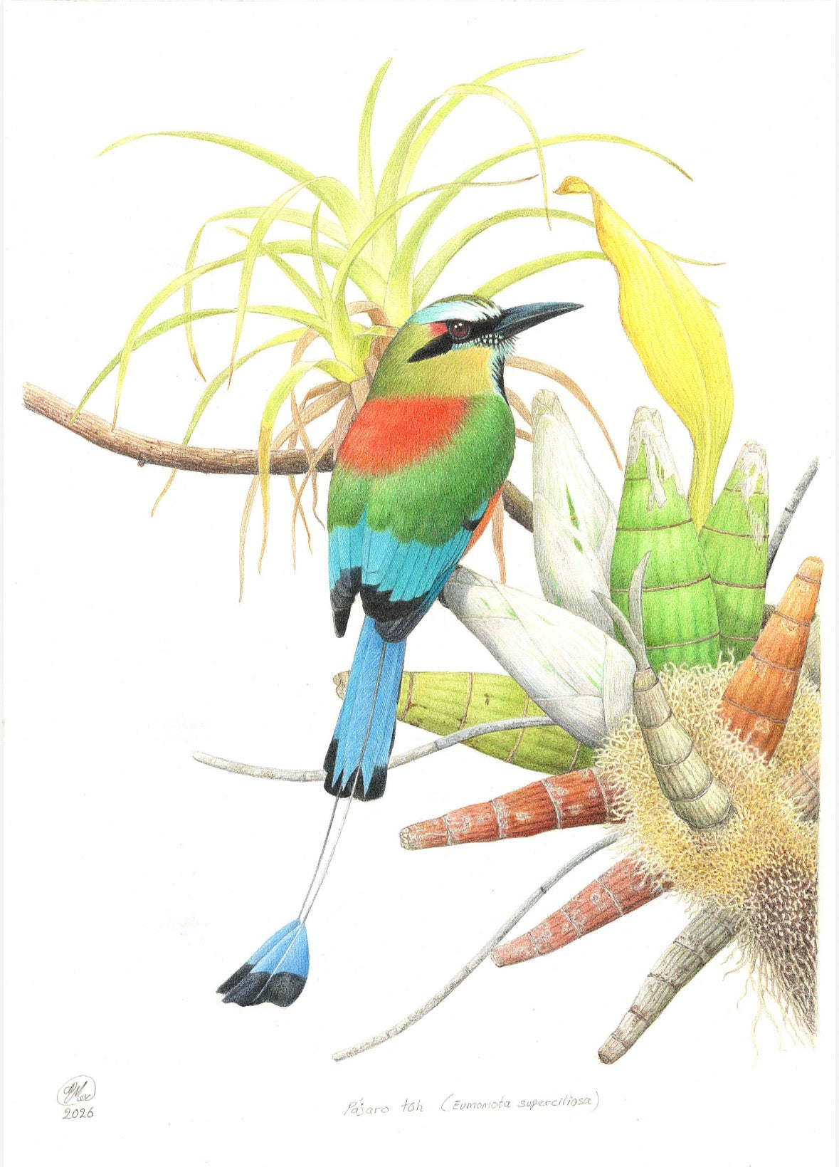 EDICIÓN LIMITADA PÁJARO TOH